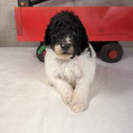 Blitzen - Parti male Poodle puppy in Luana, Iowa from Country View Bernedoodles and Goldendoodles