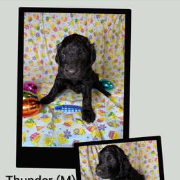 Thunder - Black male Goldendoodle puppy in Water Valley, Mississippi from Olympian Doodles
