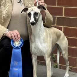 Gigi - Whippet