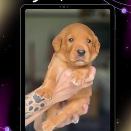 Red Collar - Mars - Yellow male Labrador Retriever puppy in Sumerduck, Virginia from Cedar Mountain Retrievers