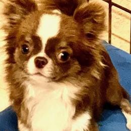 Ruger - Chihuahua