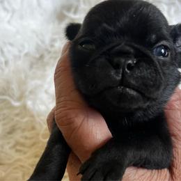 Kiwi - Black male Pug puppy in Onalaska, Washington from Cupid’s Pugs