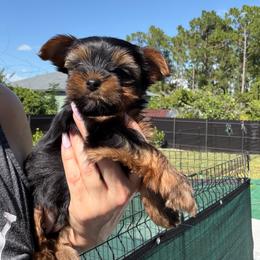 Torvi - Black and gold female Yorkshire Terrier puppy in Cape Coral, Florida from Katherine’s Yorkies and Poodles