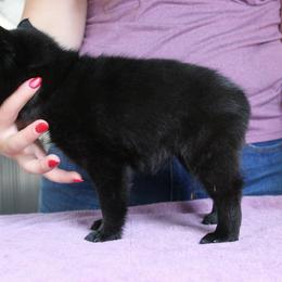 Pink - Lani - Black female Schipperke puppy in Vancouver, Washington from Curtin Creek Schipperkes