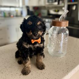 Pumpkin - Tri-color male Bernedoodle puppy in Munster, Indiana from Miranda’s Sunshine Poodles and Doodles