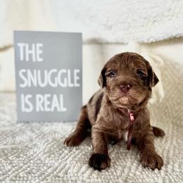 Rein - Merle female Labradoodle puppy in Elizabeth City, North Carolina from Howdy Doodles