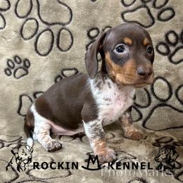 Chocolate Piebald - Piebald female Dachshund puppy in George West, Texas from Rockin M Kennel