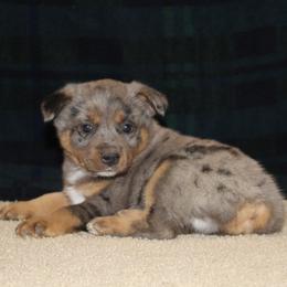 Winchester - Blue male Australian Cattle Dog puppy in Willamina, Oregon from Cherished Chihuahuas