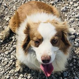 Miniature Australian Shepherds from RLM Mini Australian Shepherds