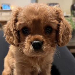 Cavalier King Charles Spaniels from Rocky Bar Cavaliers