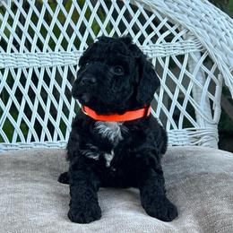 Cooper - Black and white male Bernedoodle puppy in North Highlands, California from The Purrfectpups