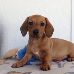 Button - Red female Dachshund puppy in Palm Bay, Florida from Anastasia’s Royal Weenies