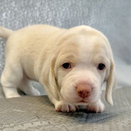 Glory- White Collar - Lemon and white female Beagle puppy in Las Vegas, Nevada from Hound Kings