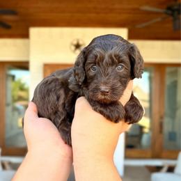 Angie - Chocolate female Goldendoodle puppy in Allen, Texas from Calena’s Doodles