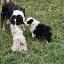 Boy 1 - Black tri-color Australian Shepherd puppy in Marshall, Michigan from RR Australian Shepherds