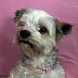Misha - Yorkshire Terrier