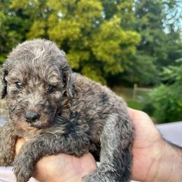 Merlin - Blue merle male Bernedoodle puppy in Holt, Missouri from Mindys Doodles