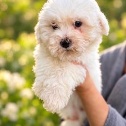 Winter - White female Bichon Frise puppy in Chattanooga, Tennessee from Joyfull Pals