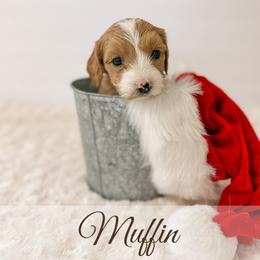 Muffin - Red  female Goldendoodle puppy in Melba, Idaho from KZ Doodles