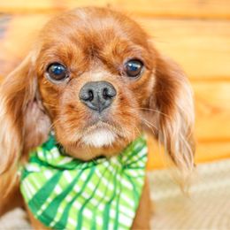 Rusty - Cavalier King Charles Spaniel