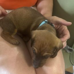Dachshund Puppies from Lolley Dachshunds