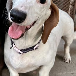 Charlotte - Dachshund