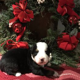 Bernese Mountain Dog Puppies from Stone Hill Farm