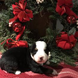 Bernese Mountain Dog Puppies from Stone Hill Farm