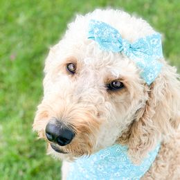 Jade - Goldendoodle