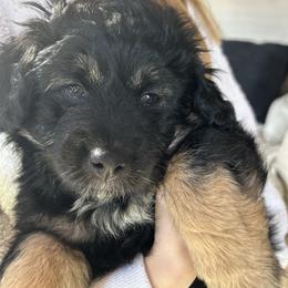 Cadillac - Black phantom female Aussiedoodle puppy in Zeeland, Michigan from Dutch’s Doodles