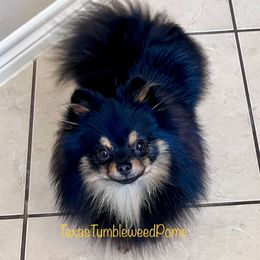 Lulu - Pomeranian