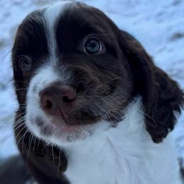 Lime Green Collar - Liver and white male English Springer Spaniel puppy in Tea, South Dakota from Mindy's English Springer Spaniels