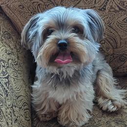 Timber - Yorkshire Terrier