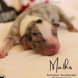 Mathis- BMM - Blue merle male Australian Shepherd puppy in Nacogdoches, Texas from TK Standard, Mini, & Toy Aussies
