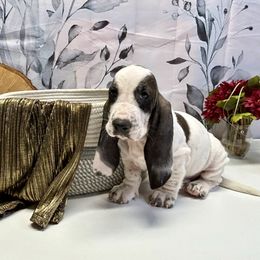 Cuthbert - Black and white male Basset Hound puppy in Winston Salem, North Carolina from LaythStone