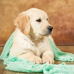 Golden Retriever Puppies from Golden Borealis