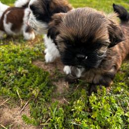 Hale - Chocolate and tan male Shih Tzu puppy in Dunlap, Tennessee from Beards of Glory