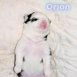 Orion - Black and white male Pomsky puppy in Kittredge, Colorado from Rocky Mountain Pomskies