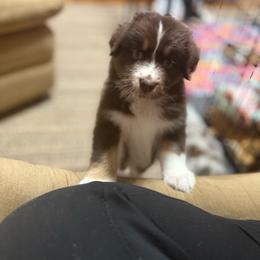 Duchess - Red tri-color female Australian Shepherd puppy in Dallas, Georgia from Sunsprite Aussies