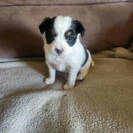 Boy 2 Oregano - White and black male Papillon puppy in Bon Aqua, Tennessee from Rene's Papillon