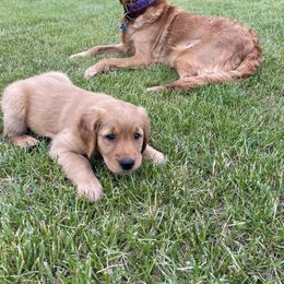 Golden Retriever Puppies from Red Bank Goldens