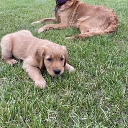 Golden Retriever Puppies from Red Bank Goldens