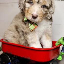 Aussiedoodle Puppies from Gore Doodle Ranch