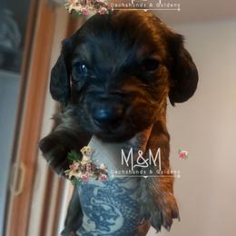 Boy 1 - Red male Dachshund puppy in Stockton, California from M&M Dachshund's & Goldens