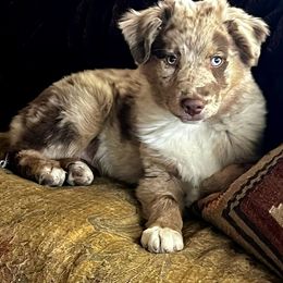 Oscar - Red merle male Australian Shepherd puppy in Santa Fe, New Mexico from Heartstead Haven Australian Shepherds