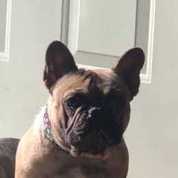 Tinka - French Bulldog