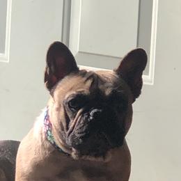 Tinka - French Bulldog