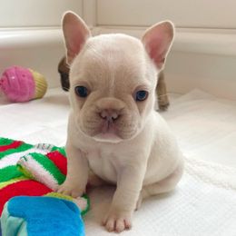 Girl 3 - French Bulldog puppy in Jacksonville, Florida from Home Grown Frenchies