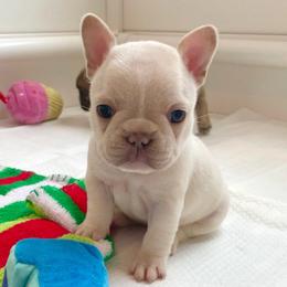 Girl 3 - French Bulldog puppy in Jacksonville, Florida from Home Grown Frenchies