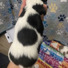 Dachshund Puppies from The Wienery